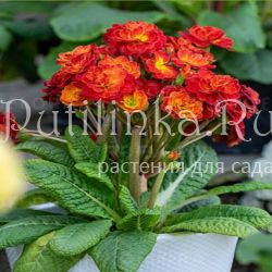 Примула Pretty Polly Tropical (Primula Pretty Polly Tropical)