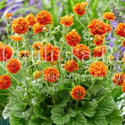 Гравилат Orange Pumpkin (Geum Orange Pumpkin)