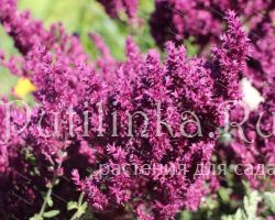 Шалфей дубравный Schwellenburg (Salvia nemorosa Schwellenburg)
