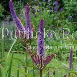 Вероникаструм виргинский Купидон (Veronicastrum virginicum Cupid)