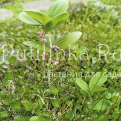 Купена пратти (P. prattii)