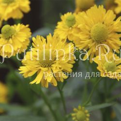 Гелениум гибридный Double Trouble (Helenium Double Trouble)