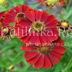 Гелениум Rubinzwerg (Helenium Rubinzwerg)
