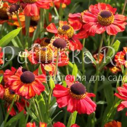 Гелениум Red Army (Helenium Red Army)