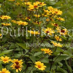 Гелиопсис Summer Nights (Heliopsis helianthoides Summer Nights)