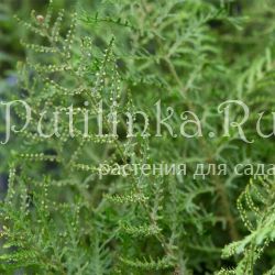 Щитовник Linearis Polydactyla (Dryopteris filix-mas Linearis Polydactyla)