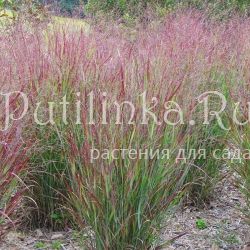 Просо прутьевидное Shenandoah (Panicum virgatum Shenandoah)