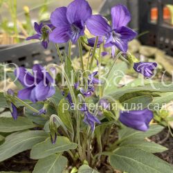 Фиалка маньчжурская (Viola mandshurica)