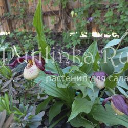 Башмачок крупноцветковый