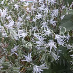 Птицемлечник поникший (Ornithogalum nutans)