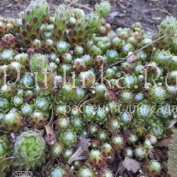 Молодило шароносное