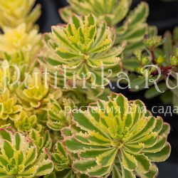 Очиток камчатский The Edge (Sedum kamtschaticum The Edge)