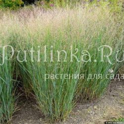 Просо прутьевидное Heavy Metal (Panicum virgatum Heavy Metal)