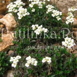 Арабис Зюндерманна (Arabis suendermannii)