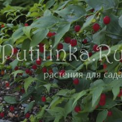 Стрептопус стеблеобъемлющий (S. amplexifolius)