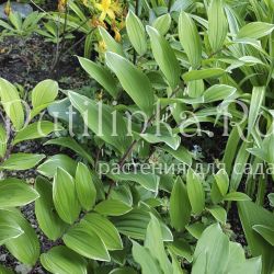 Купена душистая Variegatum (Polygonatum odoratum Variegatum)