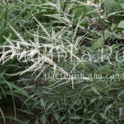 Волжанка Kneiffii (Aruncus dioicus Kneiffii)