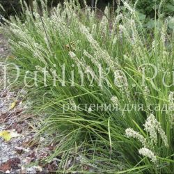 Сеслерия осенняя (лат. Sesleria autumnalis)