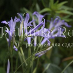 Гиацинтоидес неописанный (лат. Hyacinthoides non-scripta)