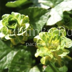 Лютик фикария Green Petal (Ranunculus ficaria Green Petal)