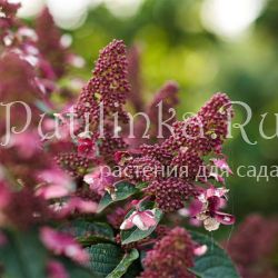 Гортензия метельчатая Infinity (Hydrangea paniculata Infinit)