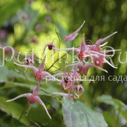 Горянка Pink Champagne (Epimedium Pink Сhampagne)