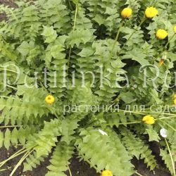 Апозерис вонючий (Aposeris foetida)