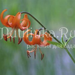 Лилия слабая (Lilium debile)