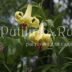 Лилия однобратственная или грузинская (лат. Lilium monadelphum)