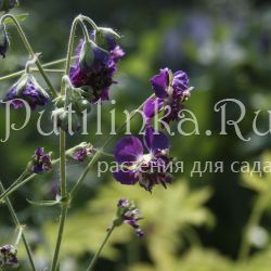 Герань темная Joseph Green (Geranium phaeum Joseph Green)