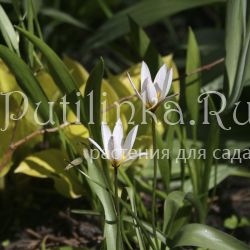 Тюльпан Hilde (Tulip Hilde)