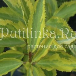 Форзиция Golden Time (Forsythia Golden Time)