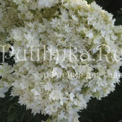 Гортензия древовидная Hayes Starburst (Hydrangea arborescens Hayes Starburst)