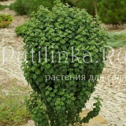 Дёрен кроваво-красный Compressa (Cornus sanguinea Compressa)