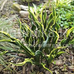 Хоста Hands Up (Hosta Hands Up)