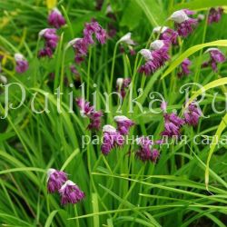 Лук бокаловидный Фаррера (Allium cyathophorum var. farreri)
