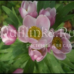 Анемона нарциссоцветковая Rosea (A. fasciculata Rosea)