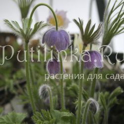 Прострел Татеваки (Pulsatilla tatewakii)