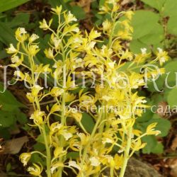 Ореорхис раскидистый Лимонад (O. patens)