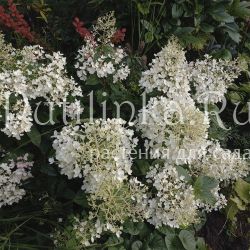 Гортензия метельчатая Groundbreaker