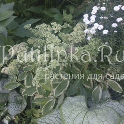 Очиток Autumn Charm (Sedum Autumn Charm)