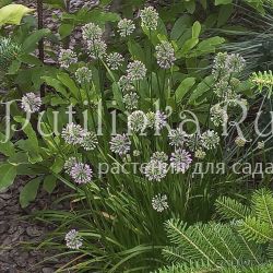 Лук слизун (Allium nutans)