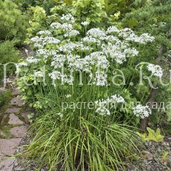 Лук душистый, лук ветвистый (Allium ramosum)