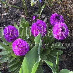 Примула мелкозубчатая лиловая