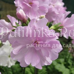 Примула Зибольда Принцесса