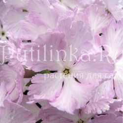 Примула Зибольда Жемчуг Акойя