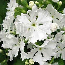 Примула Зибольда Вологотское кружево