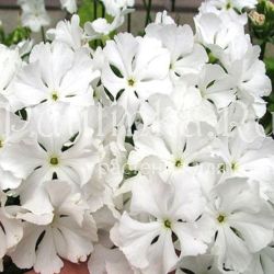 Примула Зибольда Теши-Ангел