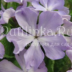 Примула Зибольда Туман