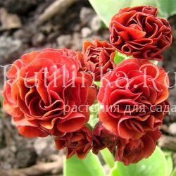 Примула ушковая Heidi (Primula auricula Heidi)